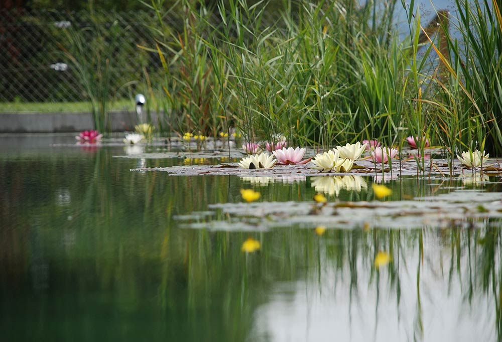 Renaturierung Teich